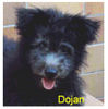 Pumi Foto: Pumi Hündin Dasha (ID 34596) Pumi Hund