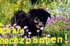 Pumi Foto: Ich bin noch zu haben (ID 21658) Pumi Hund