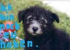 Pumi Foto: Ich bin auch noch zu haben (ID 21659) Pumi Hund