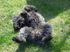 Pumi Foto: wuschelig... (ID 32259) Pumi Hund