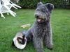 Pumi Foto: dicke freunde2... (ID 32261) Pumi Hund