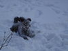 Pumi Foto: Böbi in aktion (ID 32168) Pumi Hund