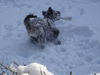 Pumi Foto: sooo viel schnee (ID 32167) Pumi Hund