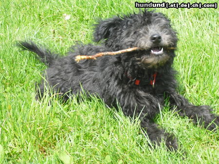 Pumi Hunde Foto 46579 in höherer Auflösung ansehen Pumi Pumi bessy dark devil