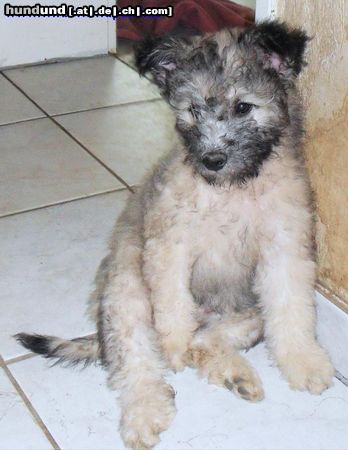 Pumi Hunde Foto 46690 in höherer Auflösung ansehen Pumi Pumi Welpe Luna, 12 Wochen alt