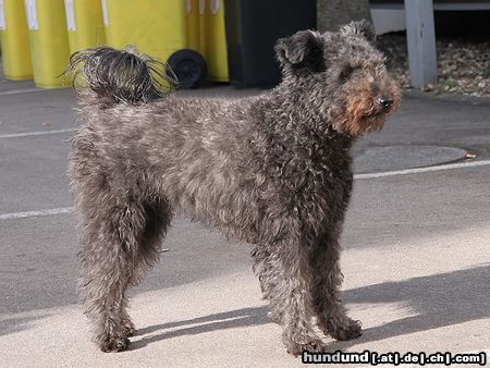 Pumi Hunde Foto 46819 Pumi Crazy, 26 Monate alt