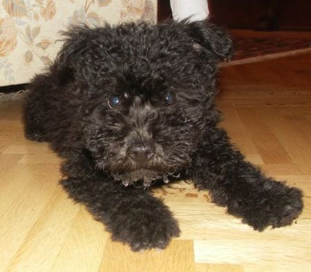 Pumi Hunde Foto 43104 in höherer Auflösung ansehen Pumi Kápolnási-Csutorás Vándor 8 Wo alt