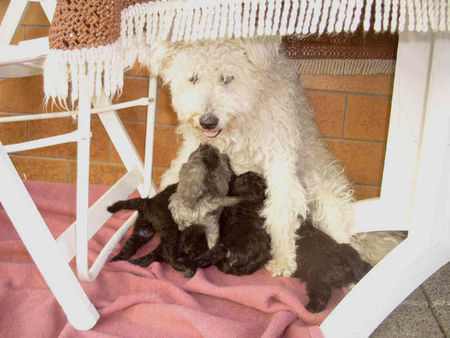 Pumi Hunde Foto 40997 in höherer Auflösung ansehen Pumi Coco u. ihre Baby´s