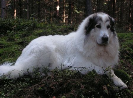 Pyrenäenberghund Hunde Foto 40152 Pyrenäenberghund Cyro Mountain Almanach
