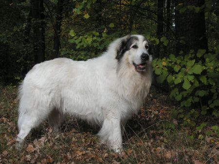 Pyrenäenberghund Hunde Foto 40151 Pyrenäenberghund Cyro Mountain Almanach