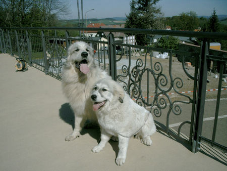 Pyrenäenberghund Hunde Foto 38149 in höherer Auflösung ansehen Pyrenäenberghund