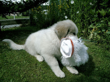 Pyrenäenberghund Hunde Foto 38785 in höherer Auflösung ansehen Pyrenäenberghund
