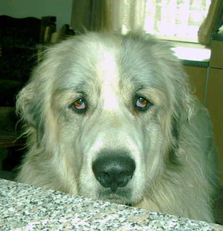 Pyrenäenberghund Hunde Foto 37078 in höherer Auflösung ansehen Pyrenäenberghund Mittagschlaf