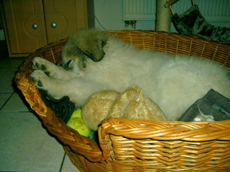 Pyrenäenberghund Hunde Foto 37079 in höherer Auflösung ansehen Pyrenäenberghund Mittagschlaf