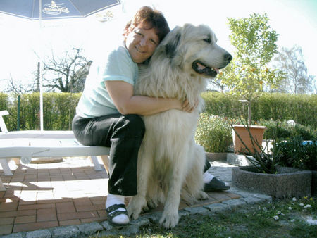 Pyrenäenberghund Hunde Foto 37855 in höherer Auflösung ansehen Pyrenäenberghund