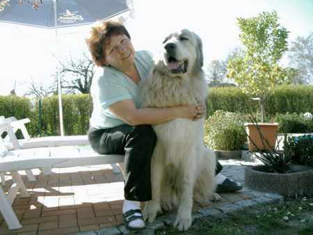 Pyrenäenberghund Hunde Foto 37856 in höherer Auflösung ansehen Pyrenäenberghund