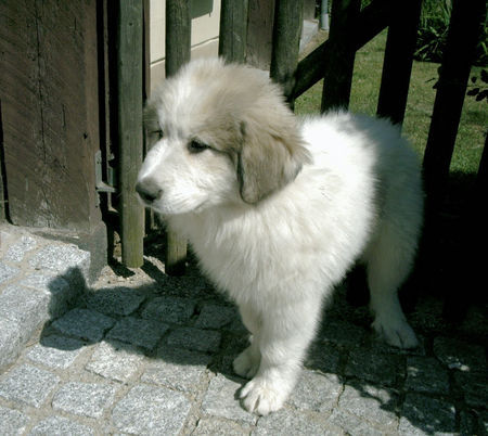 Pyrenäenberghund Hunde Foto 38787 in höherer Auflösung ansehen Pyrenäenberghund