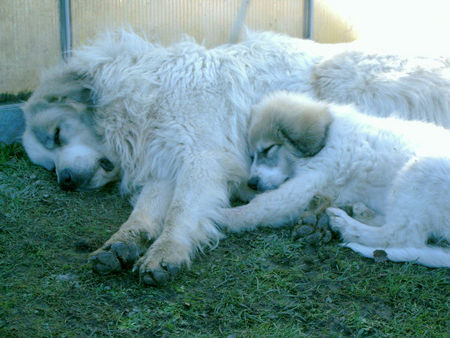 Pyrenäenberghund Hunde Foto 37081 in höherer Auflösung ansehen Pyrenäenberghund