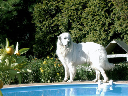 Pyrenäenberghund Hunde Foto 37857 in höherer Auflösung ansehen Pyrenäenberghund