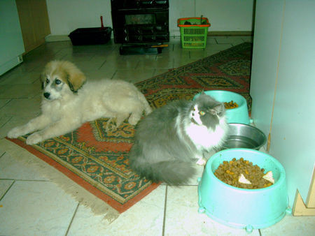 Pyrenäenberghund Hunde Foto 37082 in höherer Auflösung ansehen Pyrenäenberghund