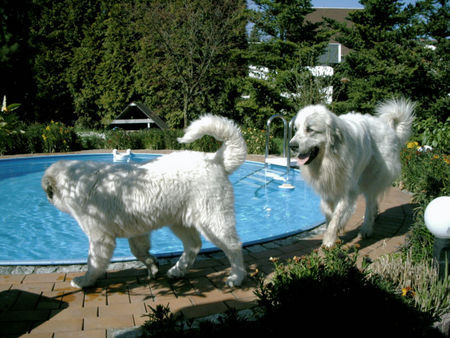 Pyrenäenberghund Hunde Foto 37858 in höherer Auflösung ansehen Pyrenäenberghund