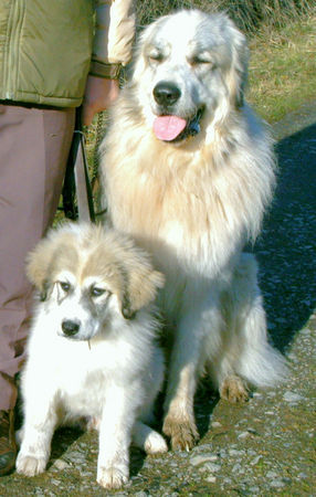 Pyrenäenberghund Hunde Foto 37085 in höherer Auflösung ansehen Pyrenäenberghund