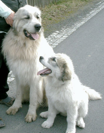 Pyrenäenberghund Hunde Foto 37833 in höherer Auflösung ansehen Pyrenäenberghund bummel mit Frauchen