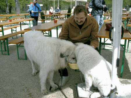 Pyrenäenberghund Hunde Foto 37853 in höherer Auflösung ansehen Pyrenäenberghund