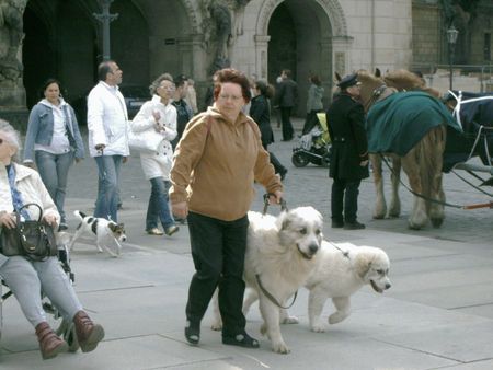 Pyrenäenberghund Hunde Foto 37851 in höherer Auflösung ansehen Pyrenäenberghund Ausflug mit Benett