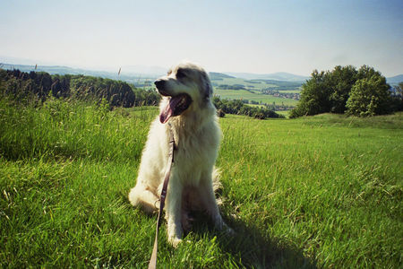 Pyrenäenberghund Hunde Foto 32209 in höherer Auflösung ansehen Pyrenäenberghund ist das schön hier oben