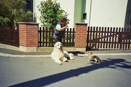 Pyrenäenberghund Hunde Foto 32210 in höherer Auflösung ansehen Pyrenäenberghund na der ist ja klein , aber älter wie ich