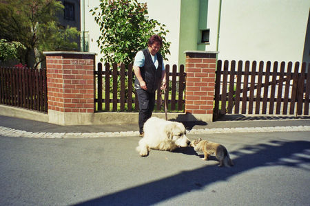 Pyrenäenberghund Hunde Foto 32211 in höherer Auflösung ansehen Pyrenäenberghund man richt die gut,aber für mich zu klein