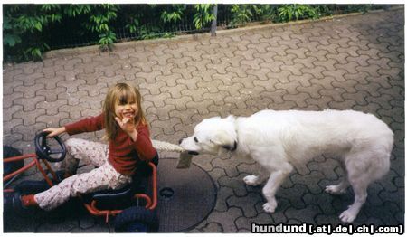 Pyrenäenberghund Jester