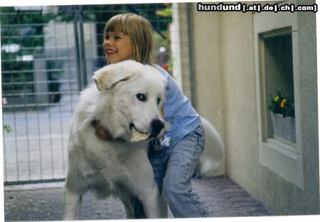 Pyrenäenberghund Martinas bester Freund Jester