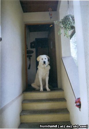 Pyrenäenberghund An Jester kommt kein Fremder vorbei