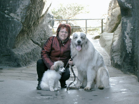 Pyrenäenberghund Hunde Foto 37835 in höherer Auflösung ansehen Pyrenäenberghund mein erster Ausflug mit Benett