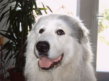 Pyrenäenberghund Hunde Foto 35856 Pyrenäenberghund Ein richtiger
