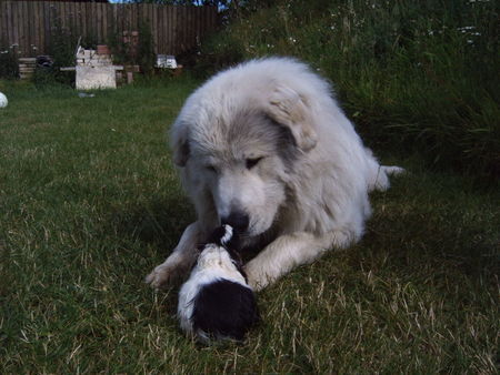 Pyrenäenberghund Hunde Foto 35857 Pyrenäenberghund Isch Liebe Disch