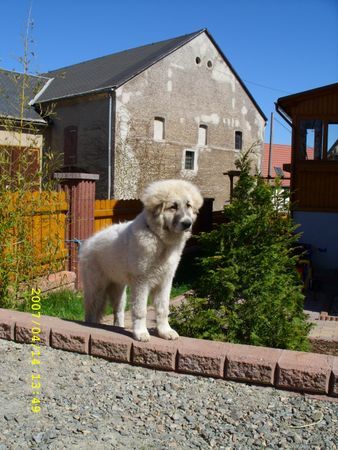 Pyrenäenberghund Hunde Foto 41702 in höherer Auflösung ansehen Pyrenäenberghund
