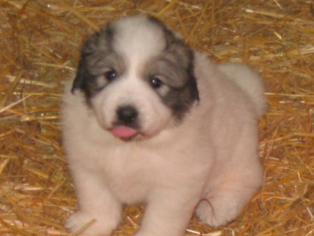 Pyrenäenberghund Hunde Foto 35817 in höherer Auflösung ansehen Pyrenäenberghund