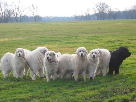 Pyrenäenberghund Hunde Foto 42018 in höherer Auflösung ansehen Pyrenäenberghund of the living Snowdrift
