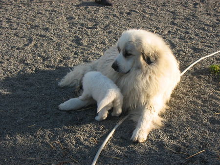 Pyrenäenberghund Hunde Foto 42019 in höherer Auflösung ansehen Pyrenäenberghund of the living Snowdrift