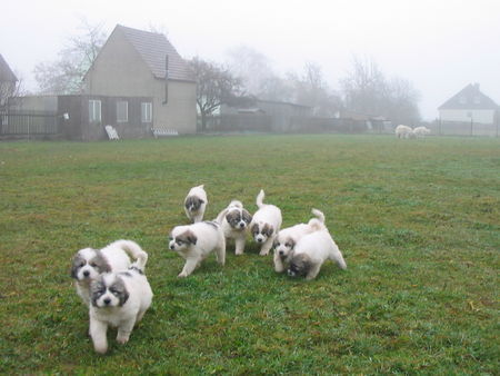 Pyrenäenberghund Hunde Foto 36267 in höherer Auflösung ansehen Pyrenäenberghund Welpen 11/06