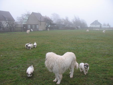 Pyrenäenberghund Hunde Foto 36268 in höherer Auflösung ansehen Pyrenäenberghund Welpen 11/06