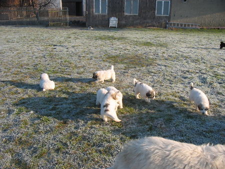 Pyrenäenberghund Hunde Foto 36090 in höherer Auflösung ansehen Pyrenäenberghund Welpen von 11/06