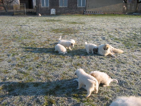 Pyrenäenberghund Hunde Foto 36091 in höherer Auflösung ansehen Pyrenäenberghund Welpen von 11/06