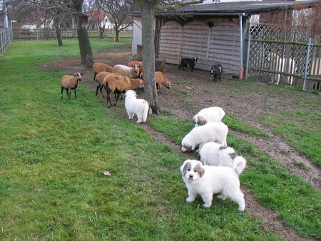 Pyrenäenberghund Hunde Foto 36251 in höherer Auflösung ansehen Pyrenäenberghund