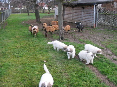 Pyrenäenberghund Hunde Foto 36252 in höherer Auflösung ansehen Pyrenäenberghund Welpen 11/06
