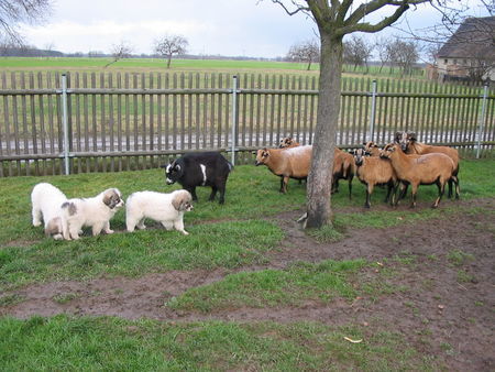 Pyrenäenberghund Hunde Foto 36253 in höherer Auflösung ansehen Pyrenäenberghund Welpen 11/06