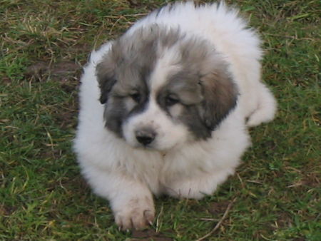 Pyrenäenberghund Hunde Foto 36259 in höherer Auflösung ansehen Pyrenäenberghund Welpen 11/06